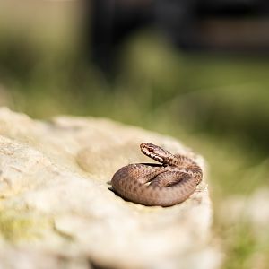 Small Common European Adder