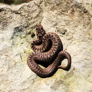 Small Common European Adder