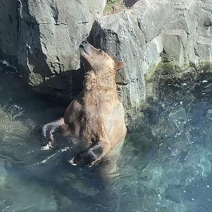 Brown Bear Swimming
