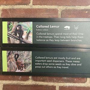 Collared Lemur Signage