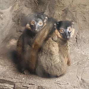 New- Collared Lemurs