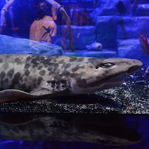 Blotchy swellshark (Cephaloscyllium umbratile)