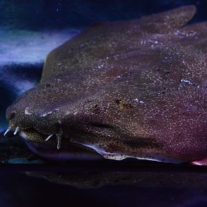Japanese angelshark (Squatina japonica)