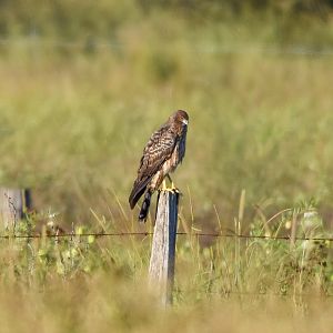 Spotted Harrier