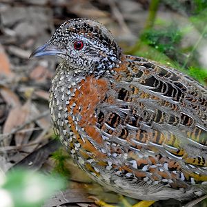 Painted Buttonquail