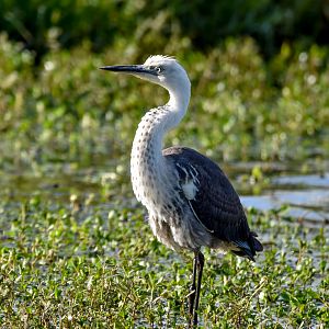 White-necked Heron