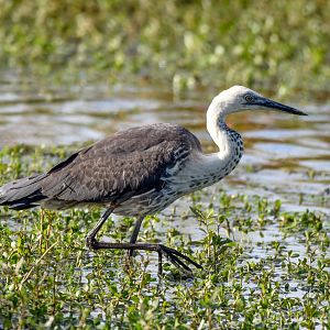 White-necked Heron