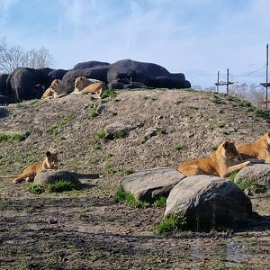 African lions