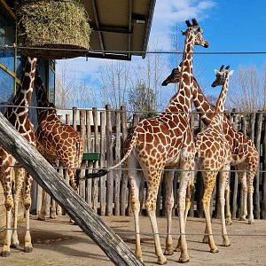 Reticulated Giraffes