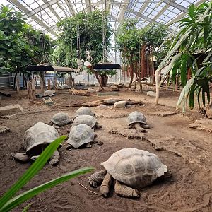 Aldabra tortoise house