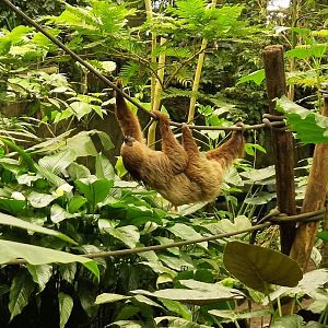 Linnaeus Two-toed Sloth