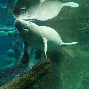 Antillian Manatee