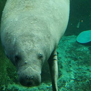 Antillian Manatee