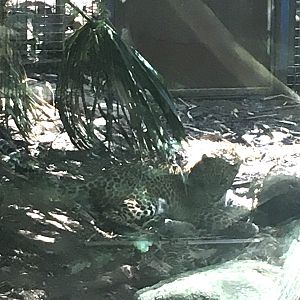 Kelani, female Sri Lankan Leopard cub (taken 28/01/2023)