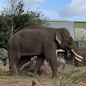 Aung Bo at Chester Zoo