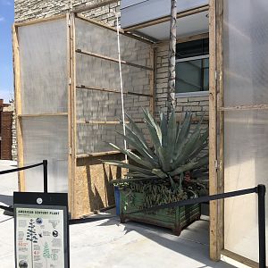 Century Plant (Agave americana)