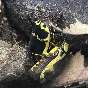 Yellow-bellied Flower Beetle (Pachnoda flaviventris)