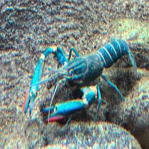 Australian Redclaw Crayfish (Cherax quadricarinatus)