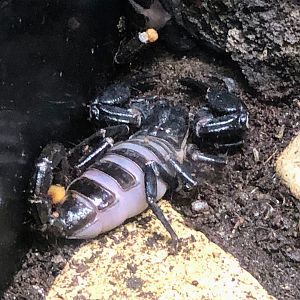 Borneo Forest Scorpion (Heterometrus sp.)