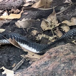 Indochinese Spitting Cobra (Naja siamensis)
