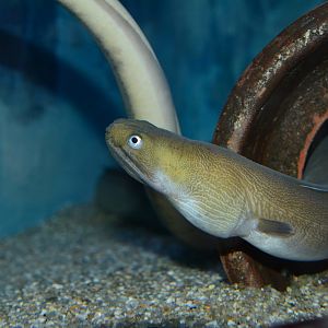 Asakusa snake eel (Ophichthus asakusae)