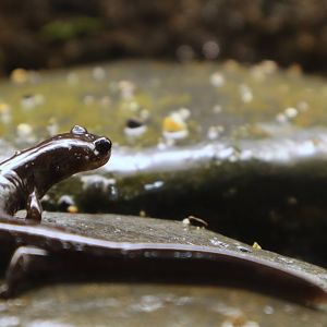 Akaishi Salamander (Hynobius katoi)