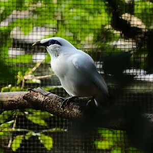 Bali myna (Leucopsar rothschildi)