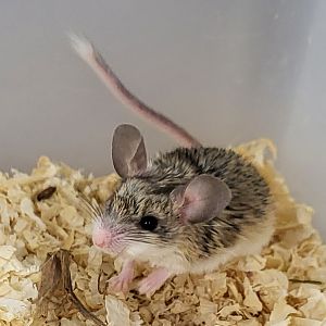 Mouse-like hamster
