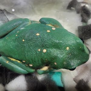 Pachymedusa dacnicolor