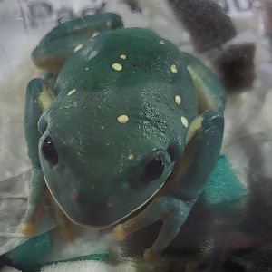 Pachymedusa dacnicolor