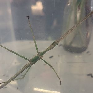 Paracyphocrania major