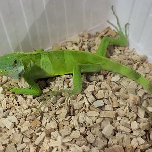 Brachylophus fasciatus