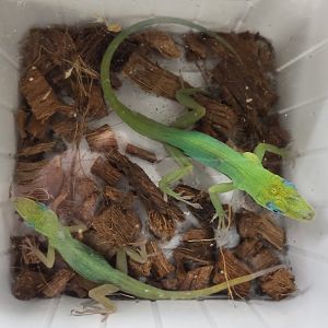 Anolis trinitatis