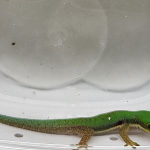 Phelsuma pusilla