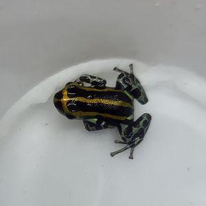 Ranitomeya quimpichari