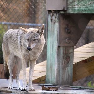 Southeastern Coyote