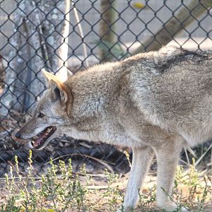 Southeastern Coyote