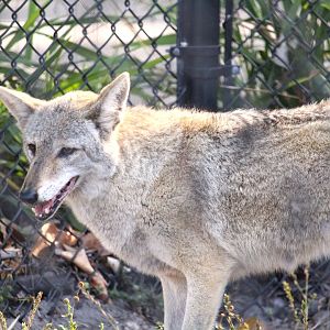 Southeastern Coyote