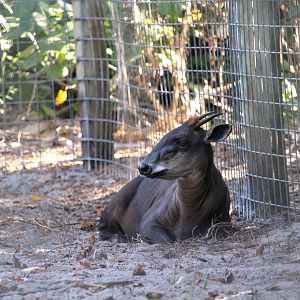 Yellow-backed Duiker
