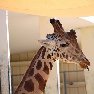 Giraffe