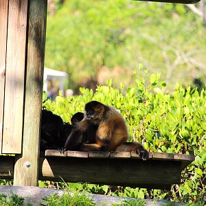 Nicaraguan and Mexican Spider Monkeys