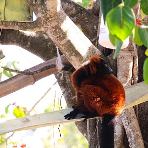 Red Ruffed Lemur