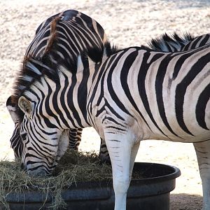 Grant's and Burchell's Zebras