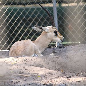 Rhim Gazelle