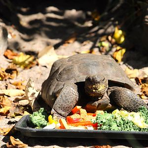 Gopher Tortoise