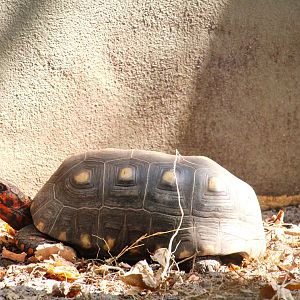 Red-footed Tortoise