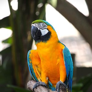 Manatee Circle - Blue-and-yellow Macaw