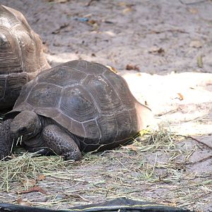 Manatee Circle - Galapagos Tortoise