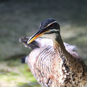 Manatee Circle - Amazonian Sunbittern