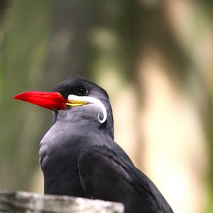 Manatee Circle - Inca Tern